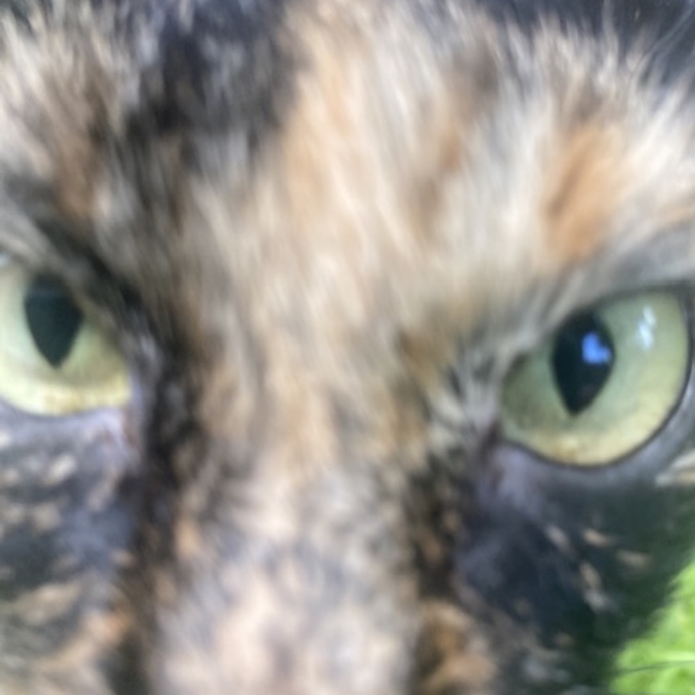 Meet your Posher, Ria